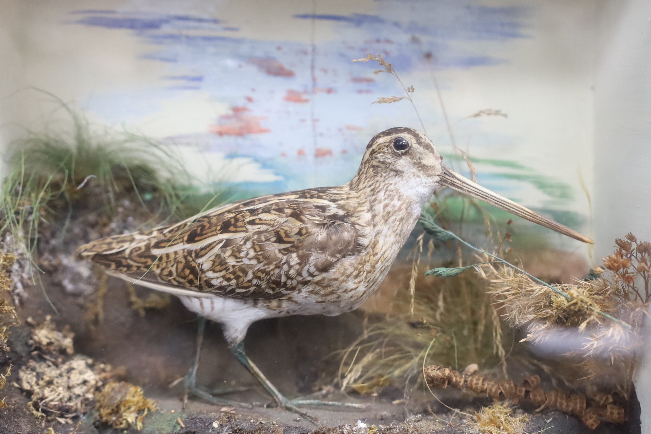 A cased taxidermy Woodcock, 29cms x 30cms